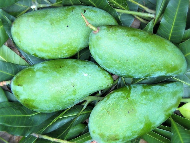Chua chua, giòn giòn gỏi xoài tôm khô - Ảnh 2.
