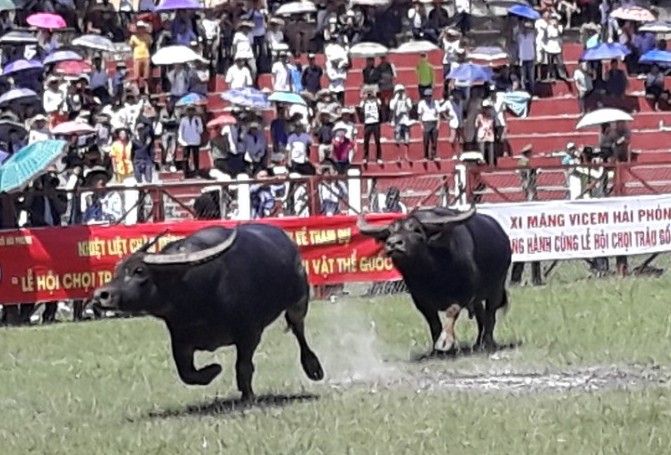 Khán giả, bảo vệ la hét, bỏ chạy tán loạn ở hội chọi trâu Đồ Sơn