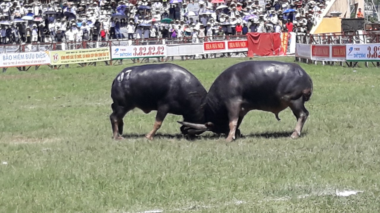 Kh&aacute;n giả, bảo vệ la h&eacute;t, bỏ chạy trong hội chọi tr&acirc;u Đồ Sơn - Ảnh 3.