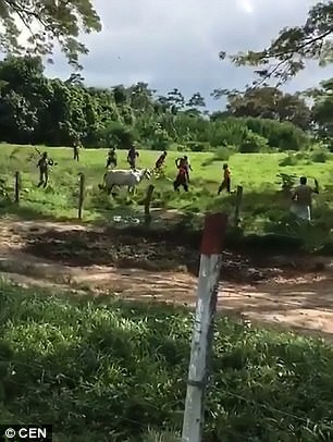 Venezuela: Người d&acirc;n n&eacute;m chết gia s&uacute;c để lấy c&aacute;i ăn - Ảnh 2.