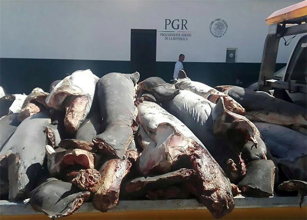 Mexico: Ph&aacute;t hiện 300 x&aacute;c c&aacute; mập chất đống dọc đường - Ảnh 2.
