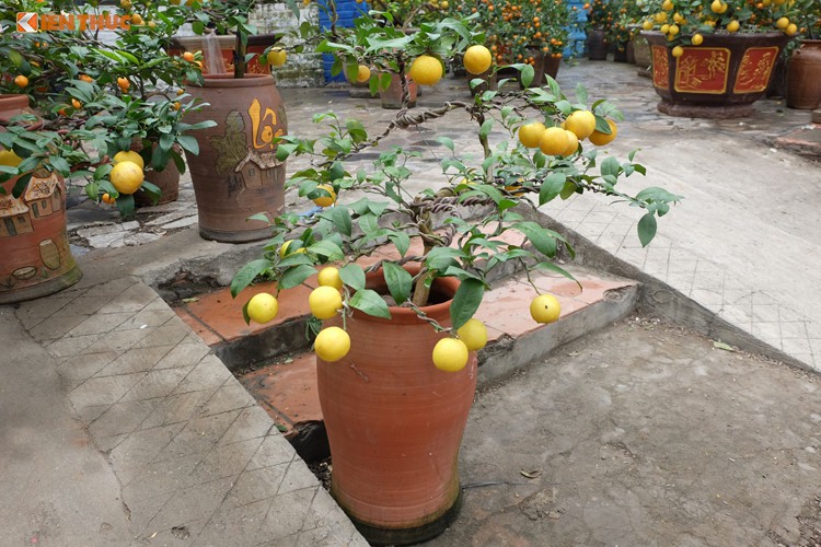 Bonsai chanh Úc vàng ươm lần đầu xuất hiện ở Hà Nội - Ảnh 3.