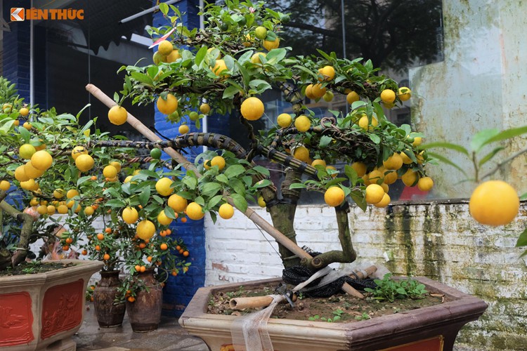 Bonsai chanh Úc vàng ươm lần đầu xuất hiện ở Hà Nội