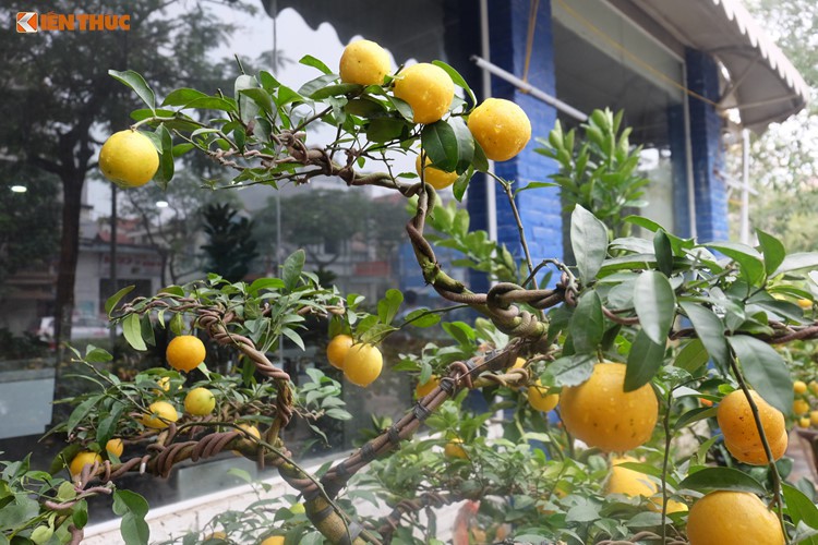 Bonsai chanh Úc vàng ươm lần đầu xuất hiện ở Hà Nội - Ảnh 5.
