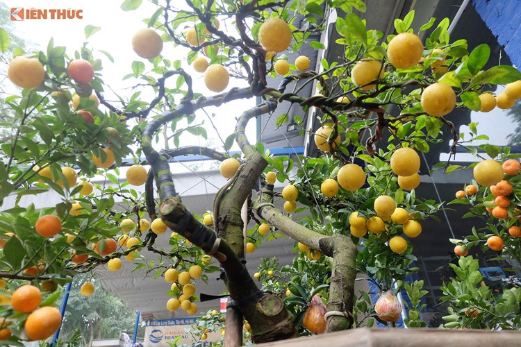 Bonsai chanh Úc vàng ươm lần đầu xuất hiện ở Hà Nội - Ảnh 6.