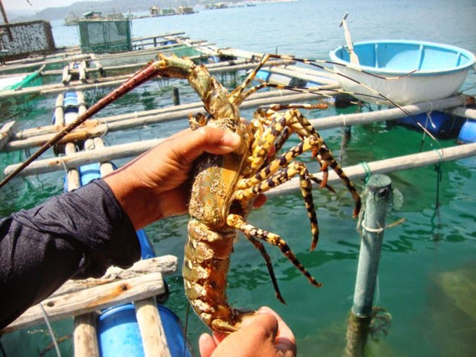 Tr&uacute;ng đậm t&ocirc;m h&ugrave;m - Ảnh 2.