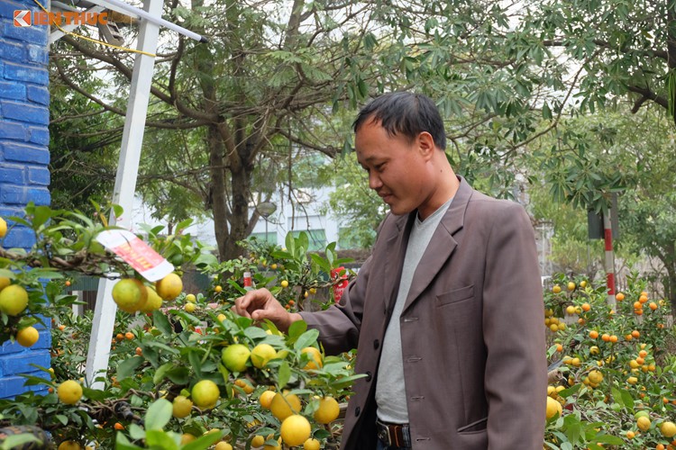 Bonsai chanh Úc vàng ươm lần đầu xuất hiện ở Hà Nội - Ảnh 8.