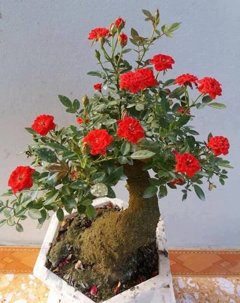 Độc, lạ hoa hồng giả cổ gi&aacute; 1 triệu đồng/c&acirc;y ch&aacute;y h&agrave;ng dịp Tết - Ảnh 1.