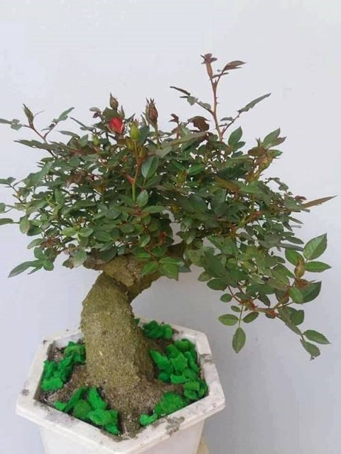 Độc, lạ hoa hồng giả cổ gi&aacute; 1 triệu đồng/c&acirc;y ch&aacute;y h&agrave;ng dịp Tết - Ảnh 4.