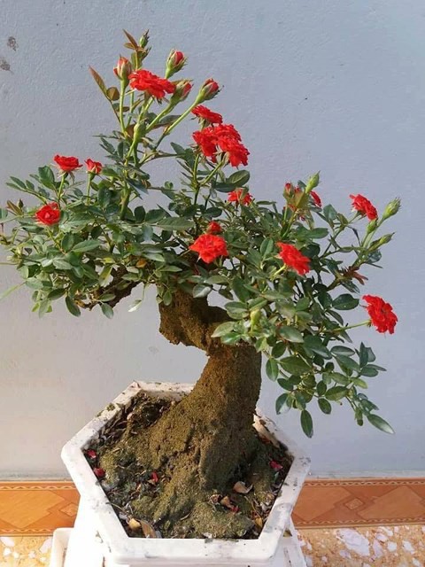 Độc, lạ hoa hồng giả cổ gi&aacute; 1 triệu đồng/c&acirc;y ch&aacute;y h&agrave;ng dịp Tết - Ảnh 5.