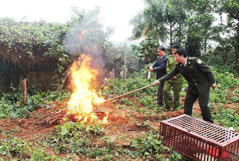 X&ocirc;n xao việc ti&ecirc;u hủy 4 con chim c&uacute; v&agrave; diều hoa - Ảnh 2.