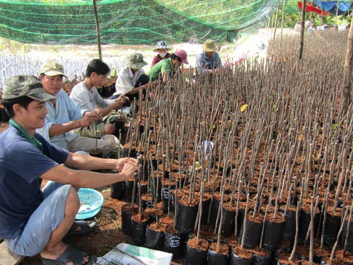 Cái Mơn bao la tỉ phú
