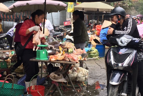 Lo cúm gia cầm bùng phát