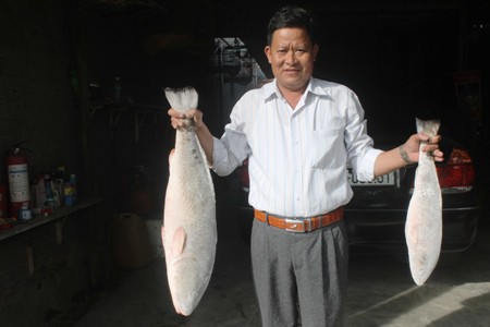 Kh&aacute;nh H&ograve;a: Cặp c&aacute; sủ v&agrave;ng, gi&aacute; 1,5 tỷ đồng chưa b&aacute;n - Ảnh 1.