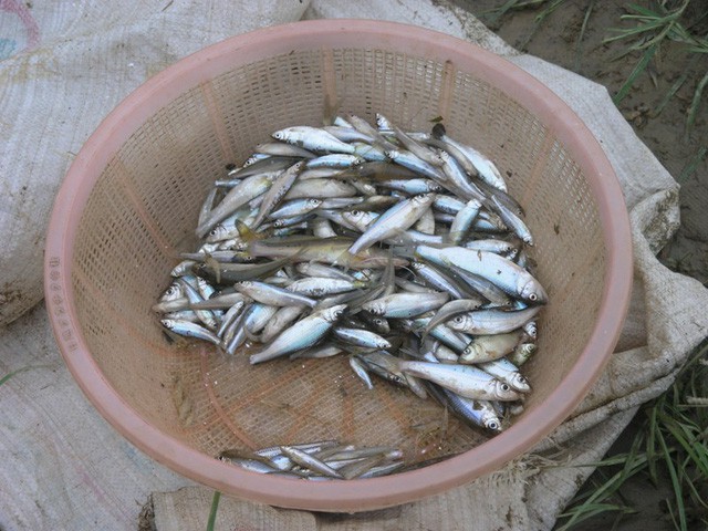 Hai loài cá sông suối cực ngon của vùng núi Lào Cai - Ảnh 4.
