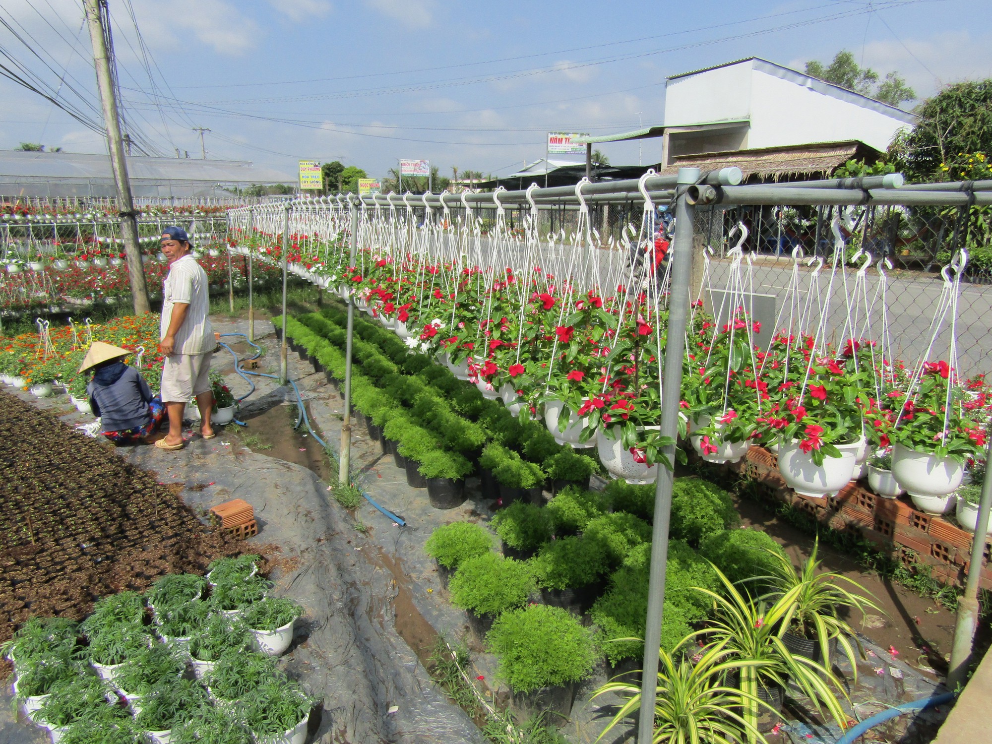 Cái Mơn bao la tỉ phú - Ảnh 3.