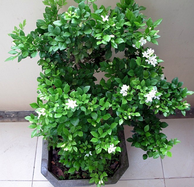 10 loại c&acirc;y trồng trong nh&agrave; xua tan nỗ lo &ocirc; nhiễm kh&ocirc;ng kh&iacute; - Ảnh 8.