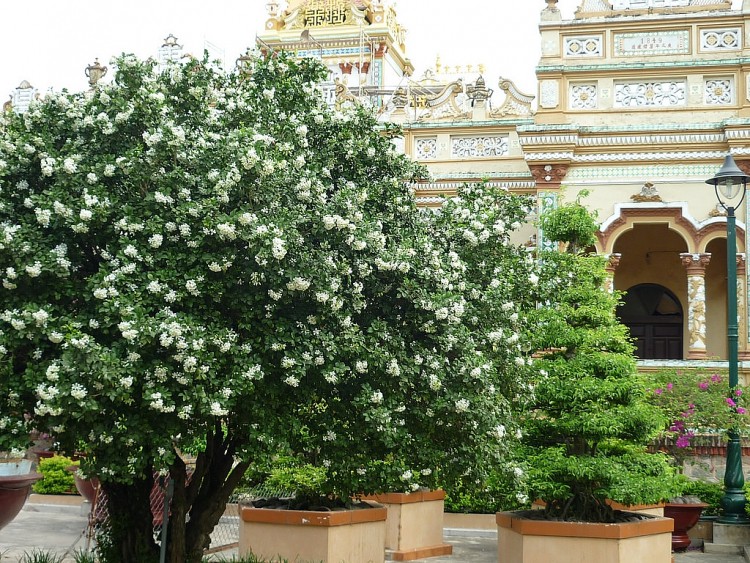 10 loại c&acirc;y trồng trong nh&agrave; xua tan nỗ lo &ocirc; nhiễm kh&ocirc;ng kh&iacute; - Ảnh 9.