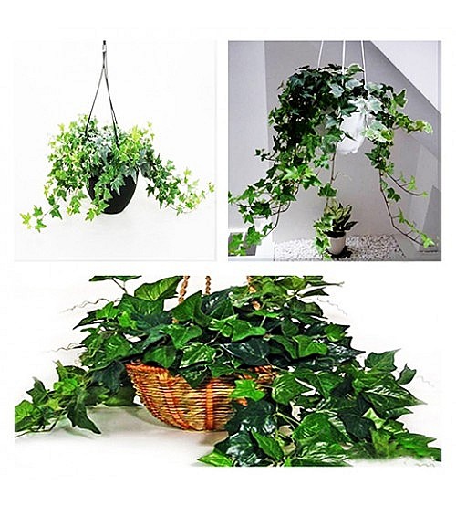 10 loại c&acirc;y trồng trong nh&agrave; xua tan nỗ lo &ocirc; nhiễm kh&ocirc;ng kh&iacute; - Ảnh 10.