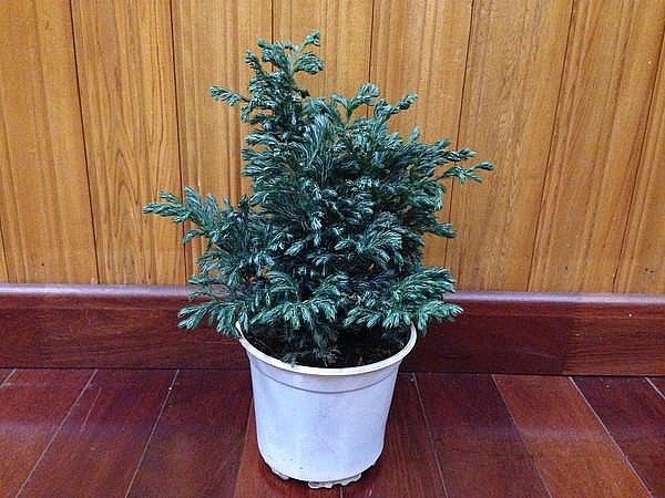 10 loại c&acirc;y trồng trong nh&agrave; xua tan nỗ lo &ocirc; nhiễm kh&ocirc;ng kh&iacute; - Ảnh 2.