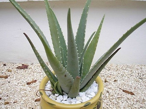 10 loại c&acirc;y trồng trong nh&agrave; xua tan nỗ lo &ocirc; nhiễm kh&ocirc;ng kh&iacute; - Ảnh 4.