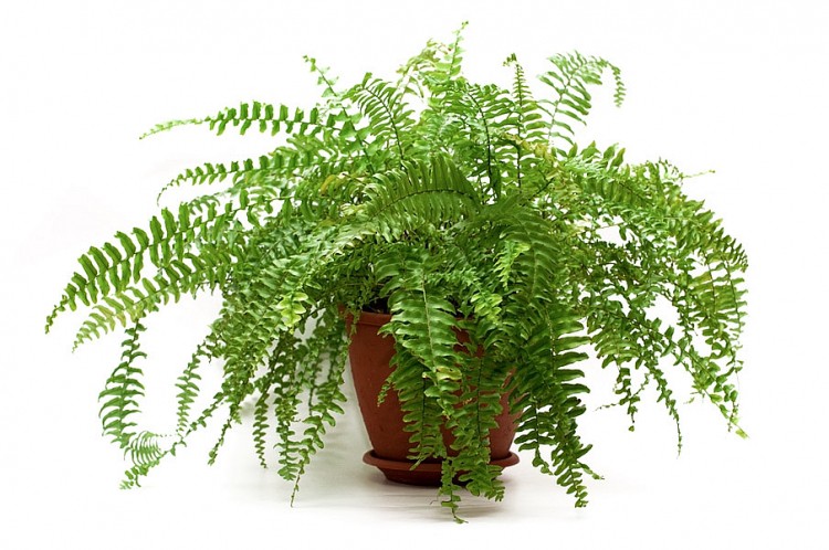 10 loại c&acirc;y trồng trong nh&agrave; xua tan nỗ lo &ocirc; nhiễm kh&ocirc;ng kh&iacute; - Ảnh 6.
