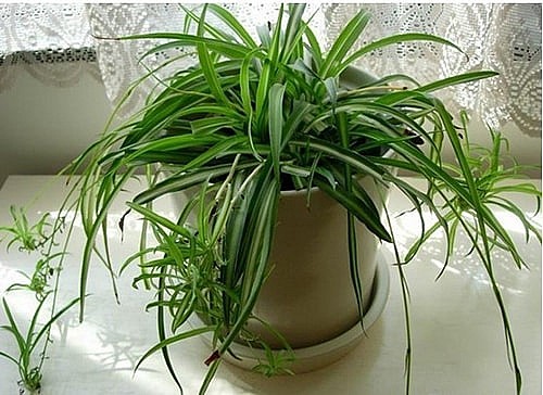 10 loại c&acirc;y trồng trong nh&agrave; xua tan nỗ lo &ocirc; nhiễm kh&ocirc;ng kh&iacute; - Ảnh 7.