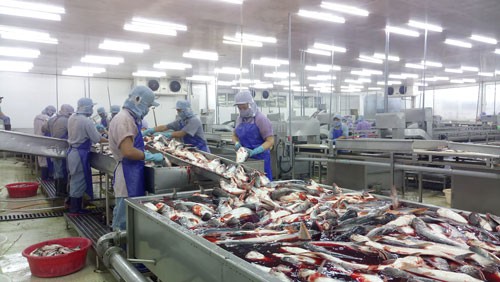 C&aacute; tra nguy&ecirc;n liệu v&agrave; c&aacute; giống khan hiếm - Ảnh 1.