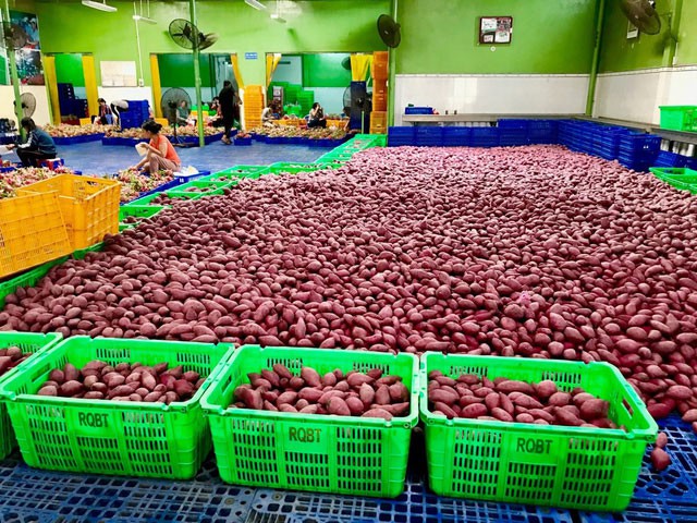 Thị trường hơn 600 triệu dân bị bỏ quên