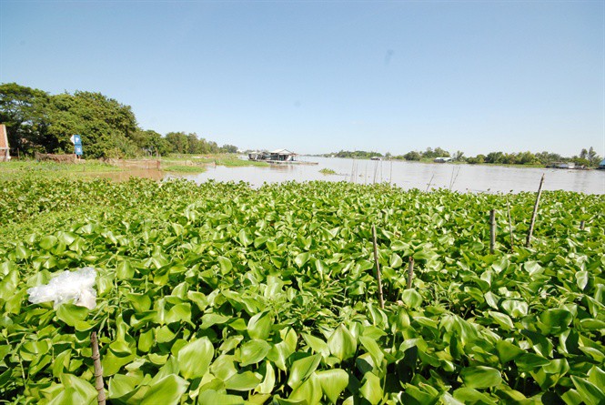 Kỳ lạ l&atilde;o n&ocirc;ng miền T&acirc;y dẫn dụ đ&agrave;n c&aacute; tra khủng về cặp m&eacute; s&ocirc;ng - Ảnh 2.