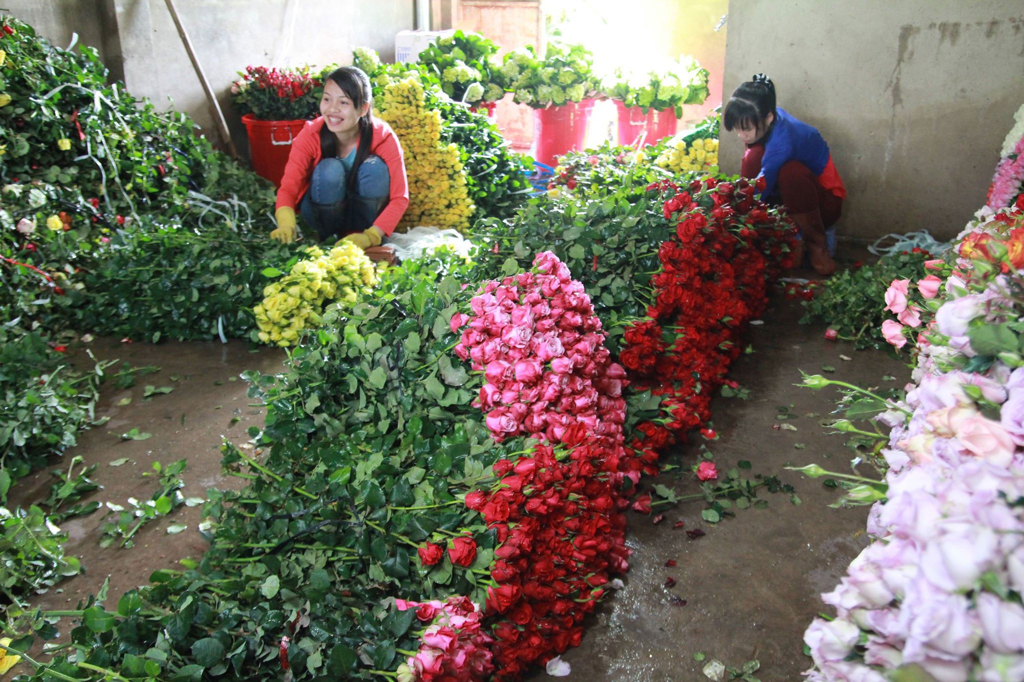 Giá hoa hồng Đà Lạt tăng 3 lần trước lễ 20-10