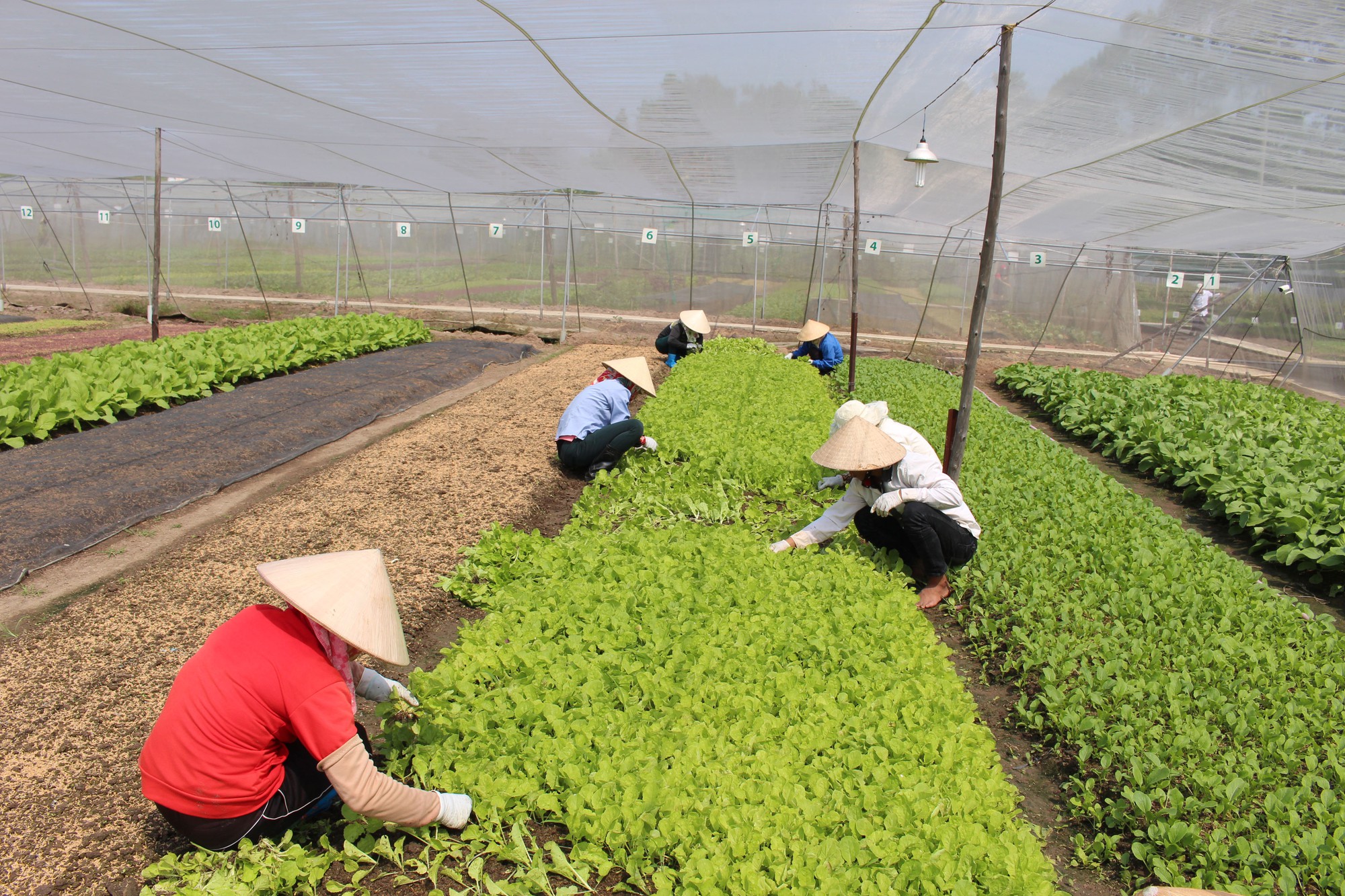 Phân bón hữu cơ chậm đón đầu thị trường