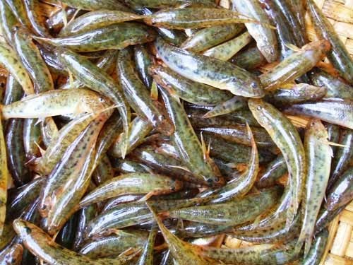 C&aacute; bống th&aacute;c trứ danh ở Đắk Lắk - Ảnh 1.