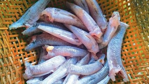 C&aacute; bống th&aacute;c trứ danh ở Đắk Lắk - Ảnh 3.