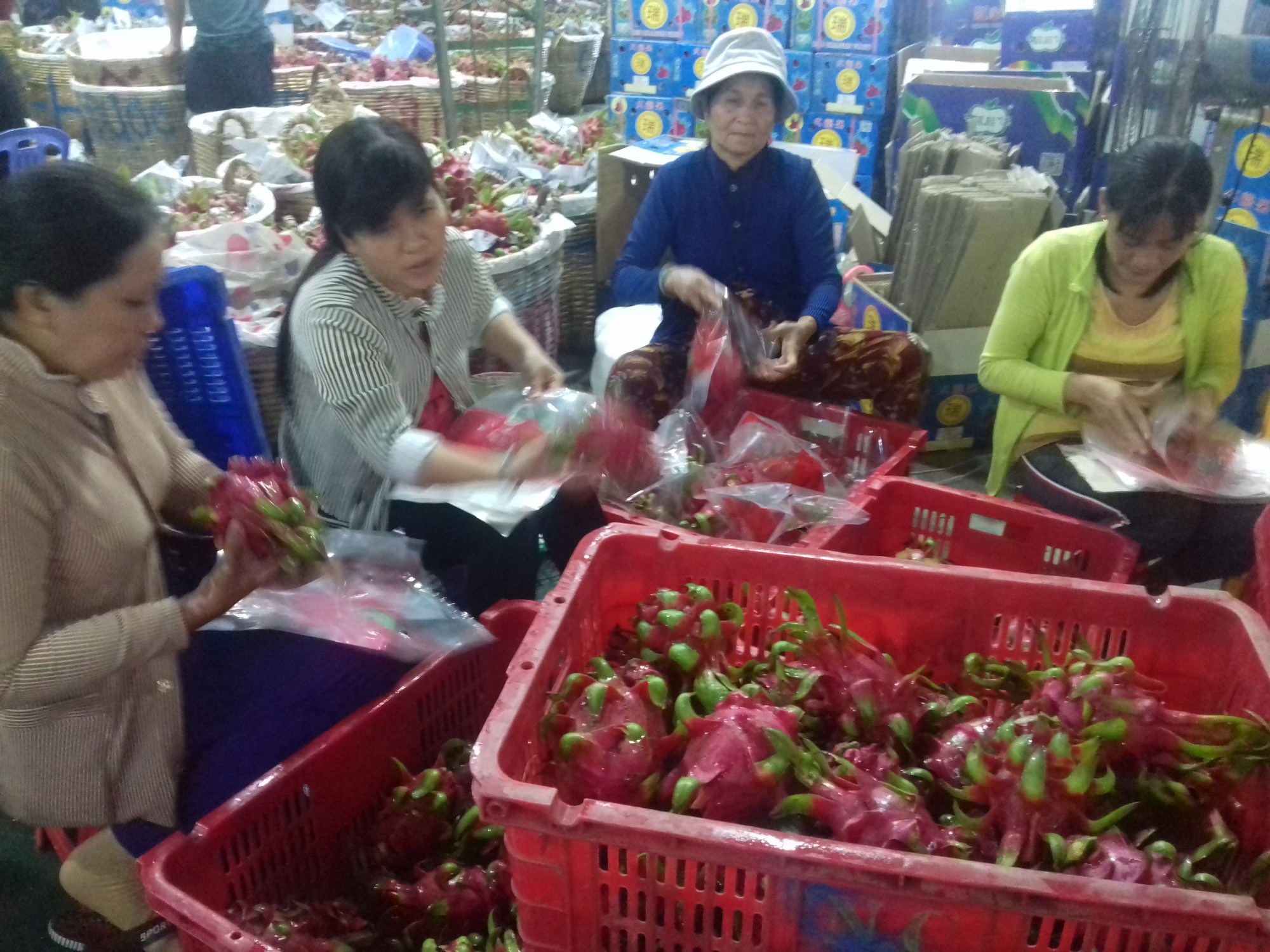 Thanh long Long An tăng giá gấp 5-6 lần