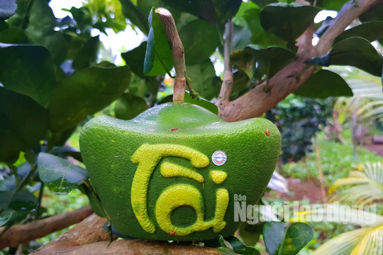 Ngắm 2 loại tr&aacute;i c&acirc;y tạo h&igrave;nh &ldquo;độc lạ&rdquo; đ&oacute;n Tết Nguy&ecirc;n đ&aacute;n 2019 - Ảnh 1.