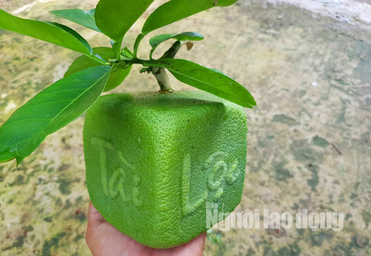 Ngắm 2 loại trái cây tạo hình “độc lạ” đón Tết Nguyên đán 2019