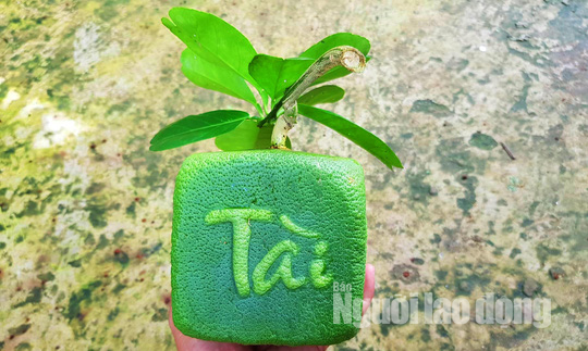 Ngắm 2 loại tr&aacute;i c&acirc;y tạo h&igrave;nh &ldquo;độc lạ&rdquo; đ&oacute;n Tết Nguy&ecirc;n đ&aacute;n 2019 - Ảnh 6.
