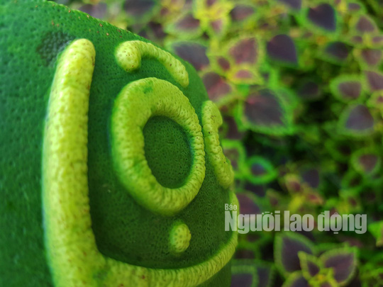 Ngắm 2 loại tr&aacute;i c&acirc;y tạo h&igrave;nh &ldquo;độc lạ&rdquo; đ&oacute;n Tết Nguy&ecirc;n đ&aacute;n 2019 - Ảnh 12.