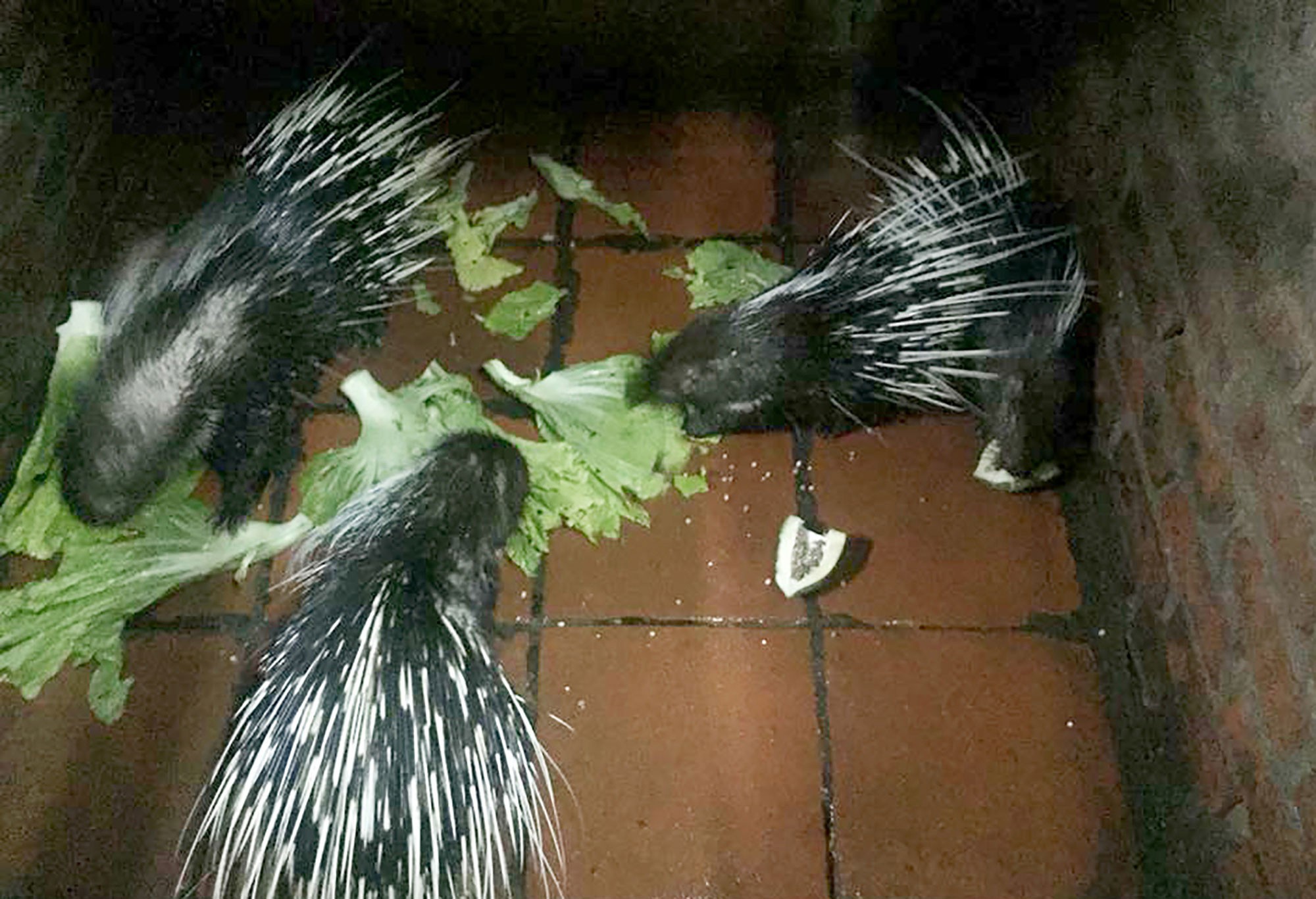 Tận diệt chim, thú hoang dã