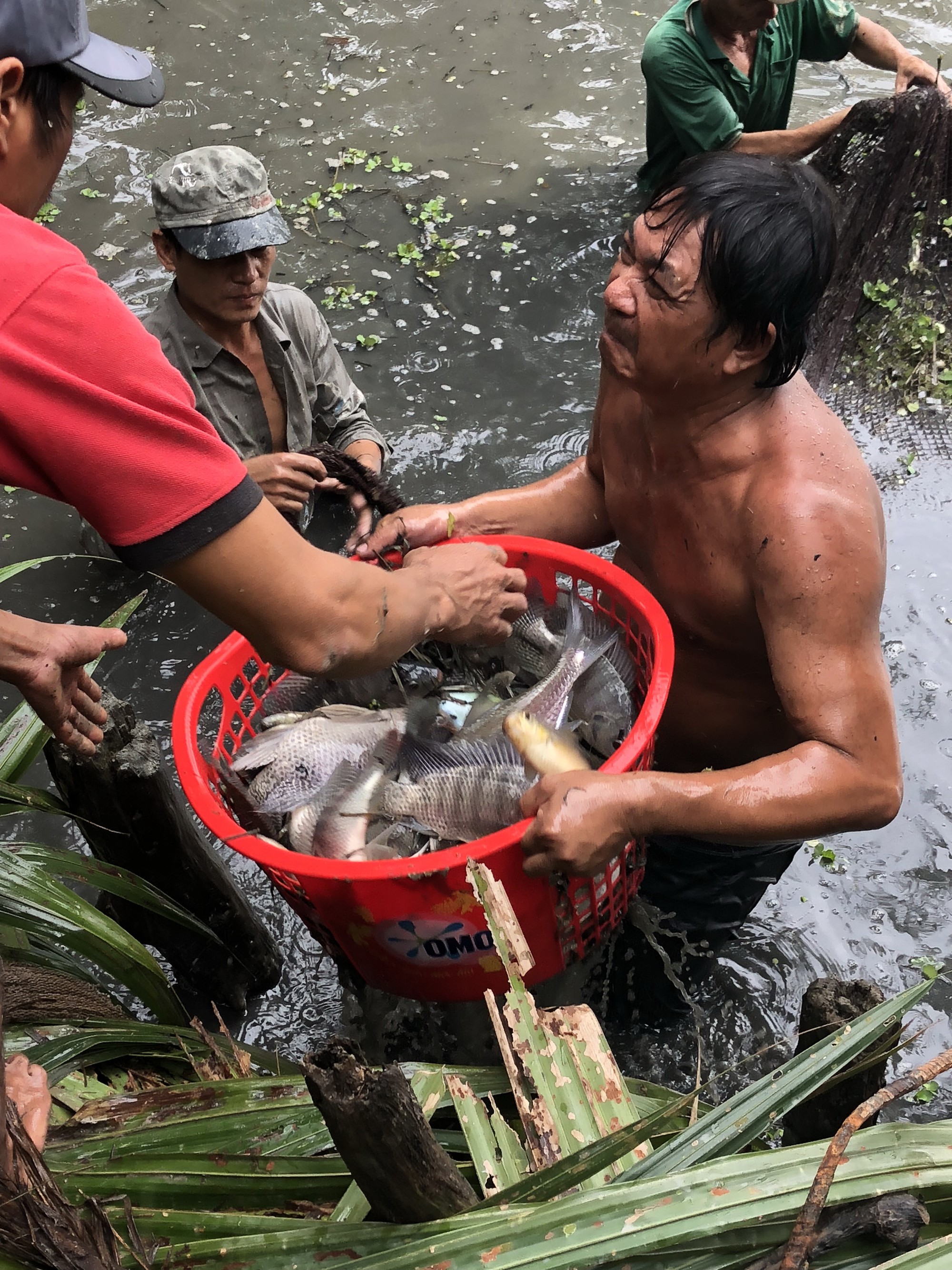 Về Đa Phước, xem người d&acirc;n thu hoạch c&aacute; b&ecirc;n khu li&ecirc;n hợp - Ảnh 2.