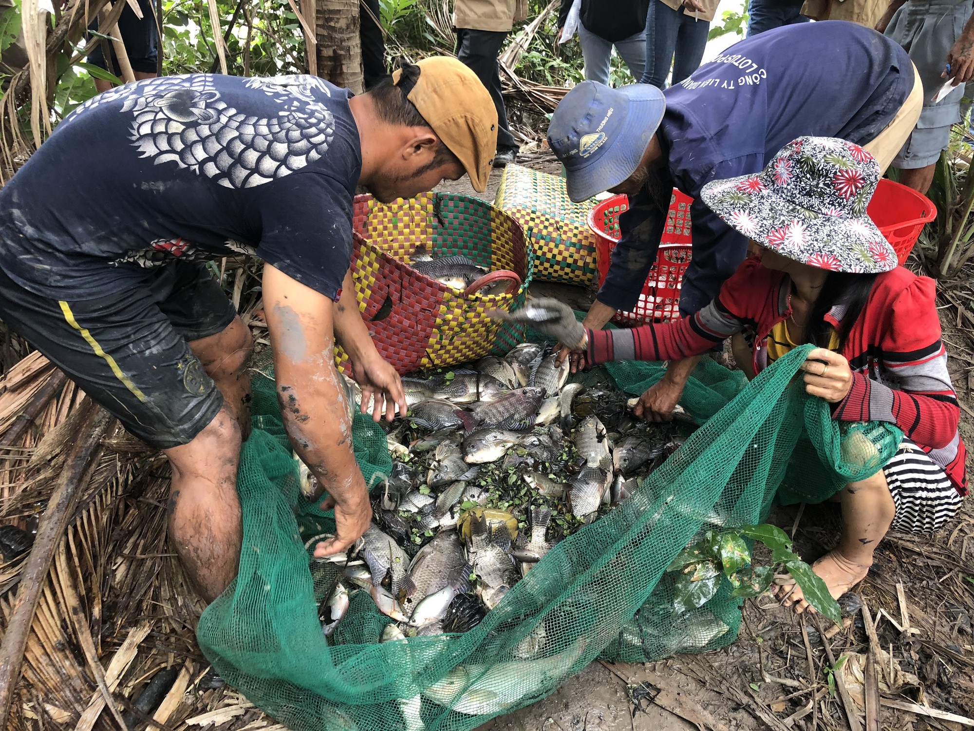 Về Đa Phước, xem người d&acirc;n thu hoạch c&aacute; b&ecirc;n khu li&ecirc;n hợp - Ảnh 3.