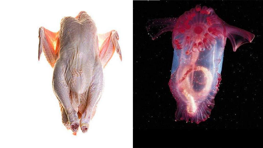 Lần đầu ti&ecirc;n ph&aacute;t hiện &ldquo;qu&aacute;i vật g&agrave; kh&ocirc;ng đầu&rdquo; ở Nam Cực - Ảnh 2.