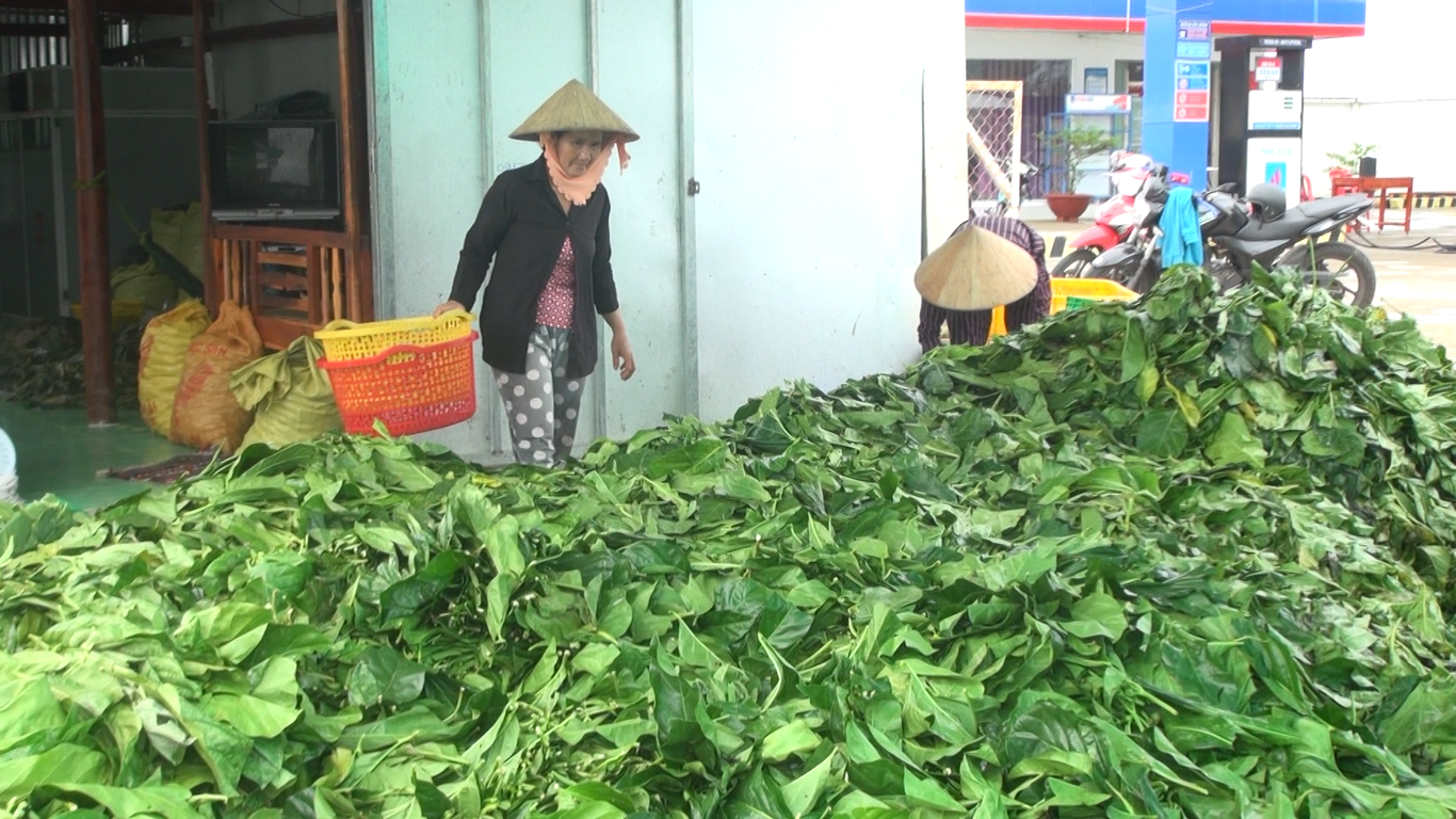 Cà Mau làm rõ việc thương lái “bí ẩn” thu mua lá nhàu tươi