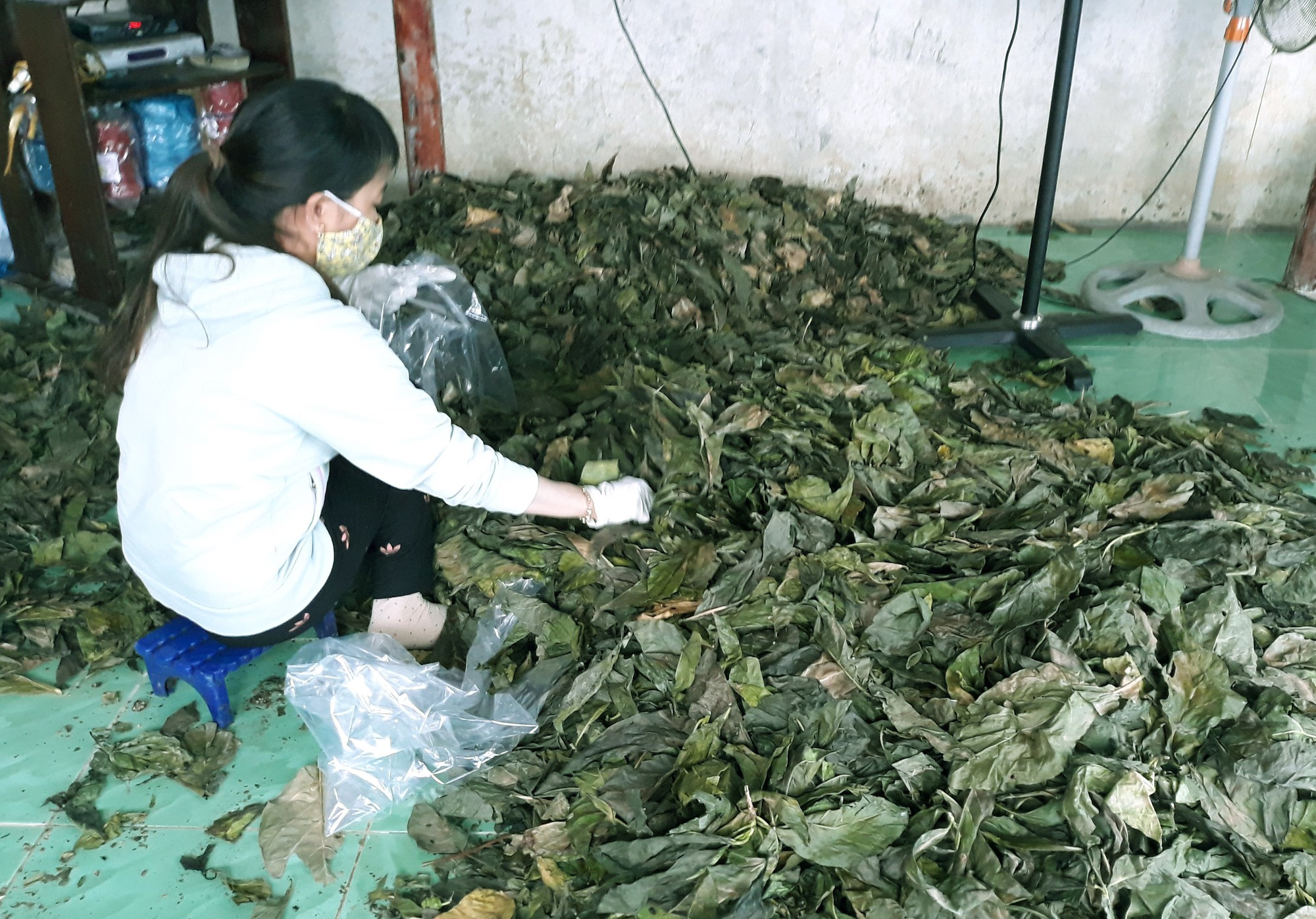 X&ocirc;n xao thương l&aacute;i &ldquo;b&iacute; ẩn&rdquo; thu mua lượng lớn l&aacute; nh&agrave;u - Ảnh 4.