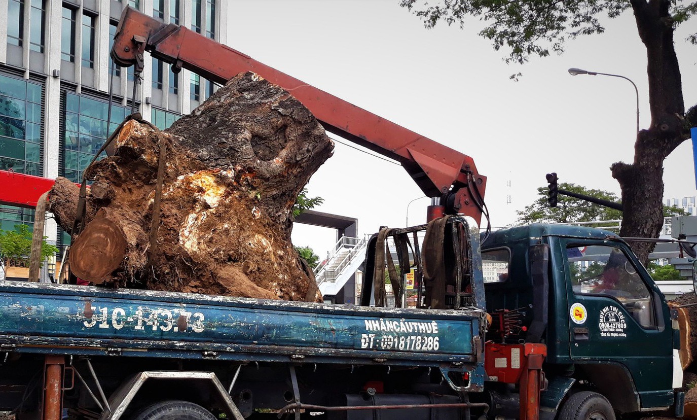 "Đường đi" của các loại cây xanh bị đốn hạ ở TP HCM