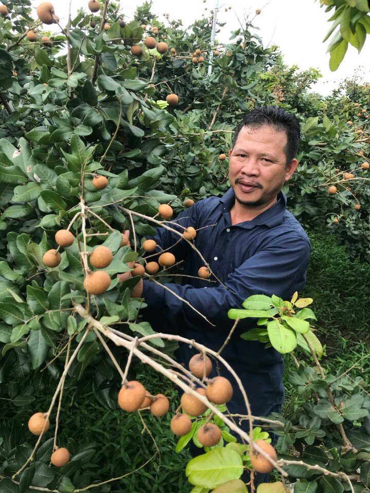 Thanh nh&atilde;n mới ở ĐBSCL gi&aacute; cao gấp 2-3 lần nh&atilde;n da b&ograve; - Ảnh 1.