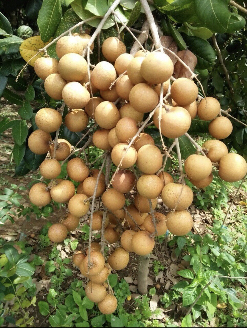 Thanh nh&atilde;n mới ở ĐBSCL gi&aacute; cao gấp 2-3 lần nh&atilde;n da b&ograve; - Ảnh 2.
