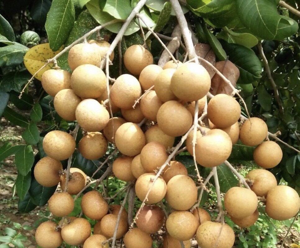 Thanh nhãn mới ở ĐBSCL giá cao gấp 2-3 lần nhãn da bò