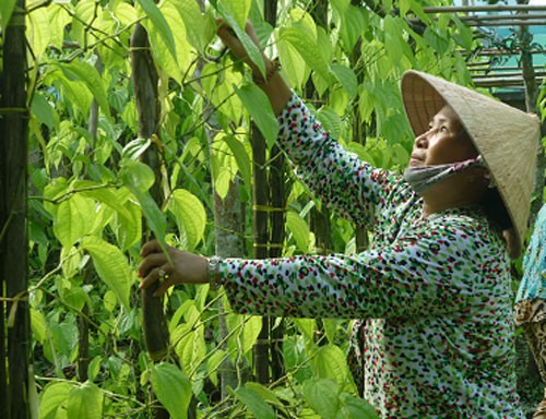 Nhặt chút vàng phai